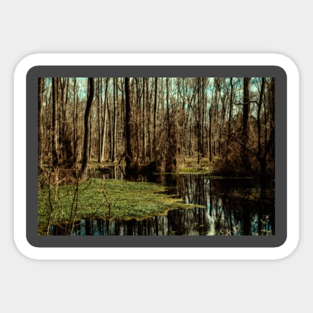 Swamp in Southeastern Georgia Sticker by Gestalt Imagery